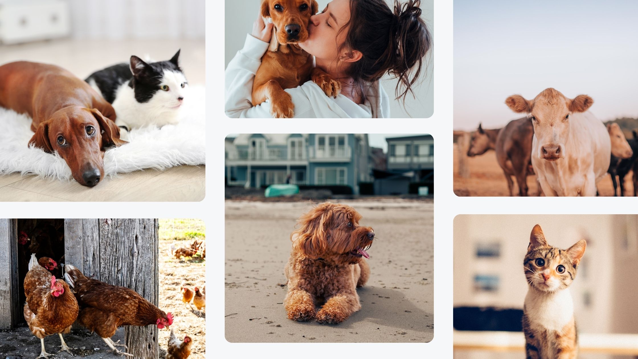 A collage of six images featuring domestic and farm animals. Top left: A brown dachshund and a black and white cat lying on a fluffy rug. Top center: A woman kissing a small golden brown dog. Top right: A close-up of a light brown cow with two others in the background. Bottom left: Two brown chickens at the entrance of a wooden coop, with others in the background. Bottom center: A curly-haired dog sitting on a sandy beach. Bottom right: A calico cat with striking facial markings looking directly at the camera."